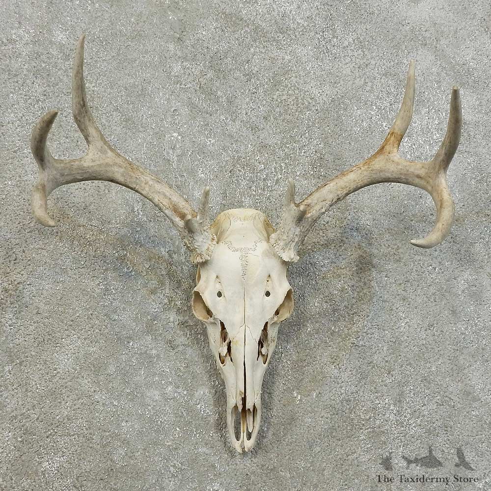 Whitetail Deer Skull European Mount For Sale #15999 @ The Taxidermy Store