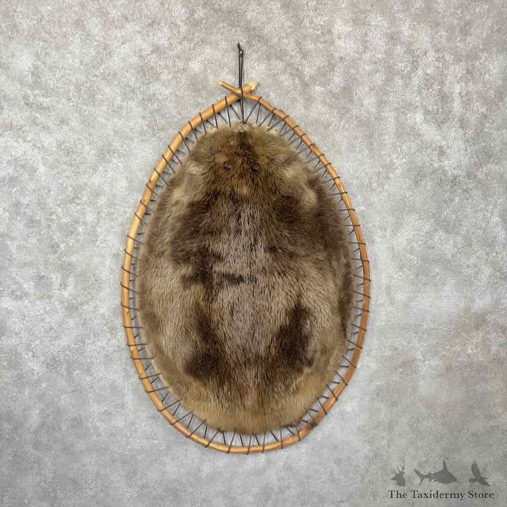 North American Beaver Stretched Hide Hoop For Sale #30392 @ The Taxidermy Store
