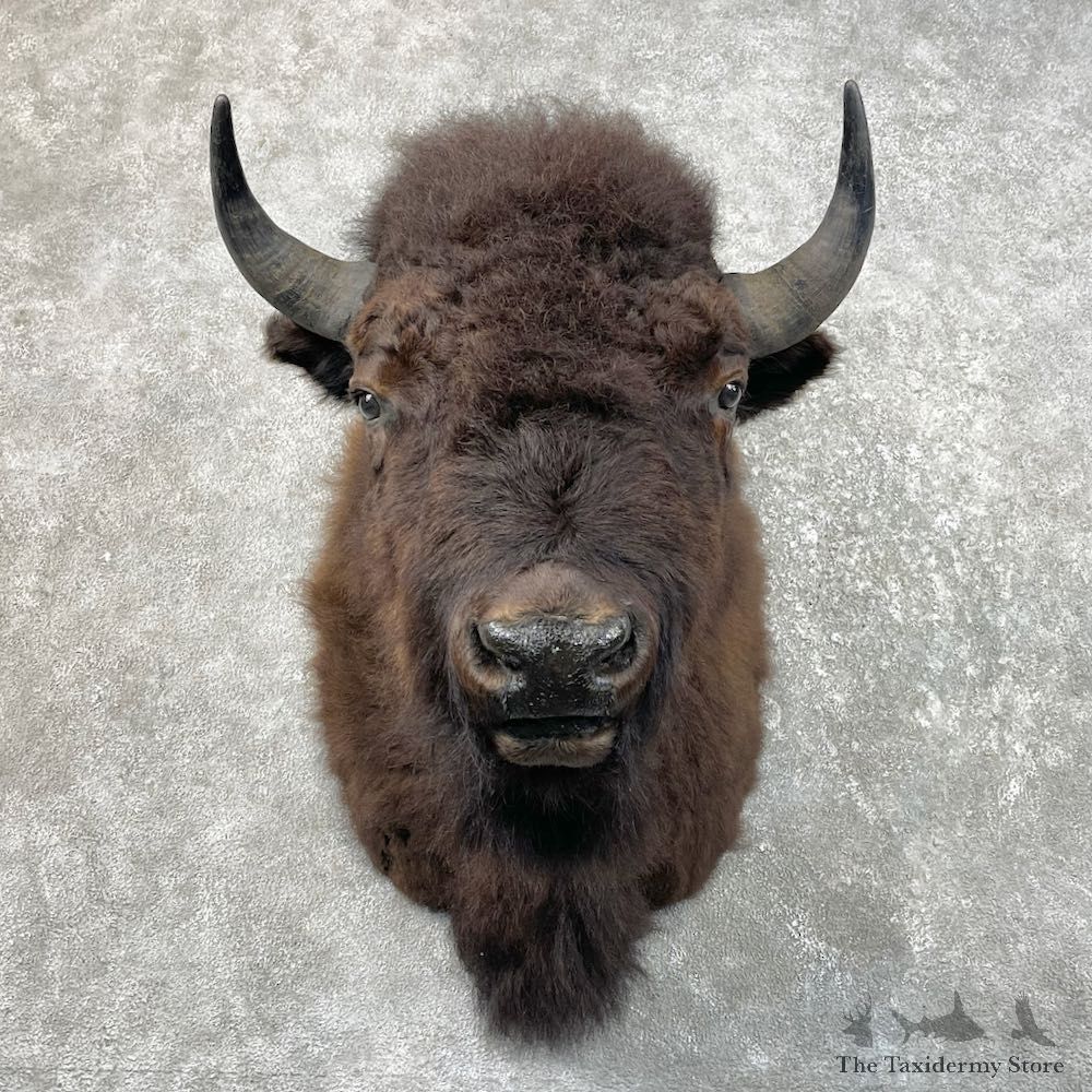 American Buffalo Shoulder Taxidermy Mount For Sale #26071 The Taxidermy Store