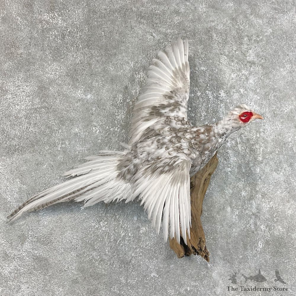 Alaskan Snow Pheasant Taxidermy Bird Mount For Sale #25746 @ The Taxidermy Store