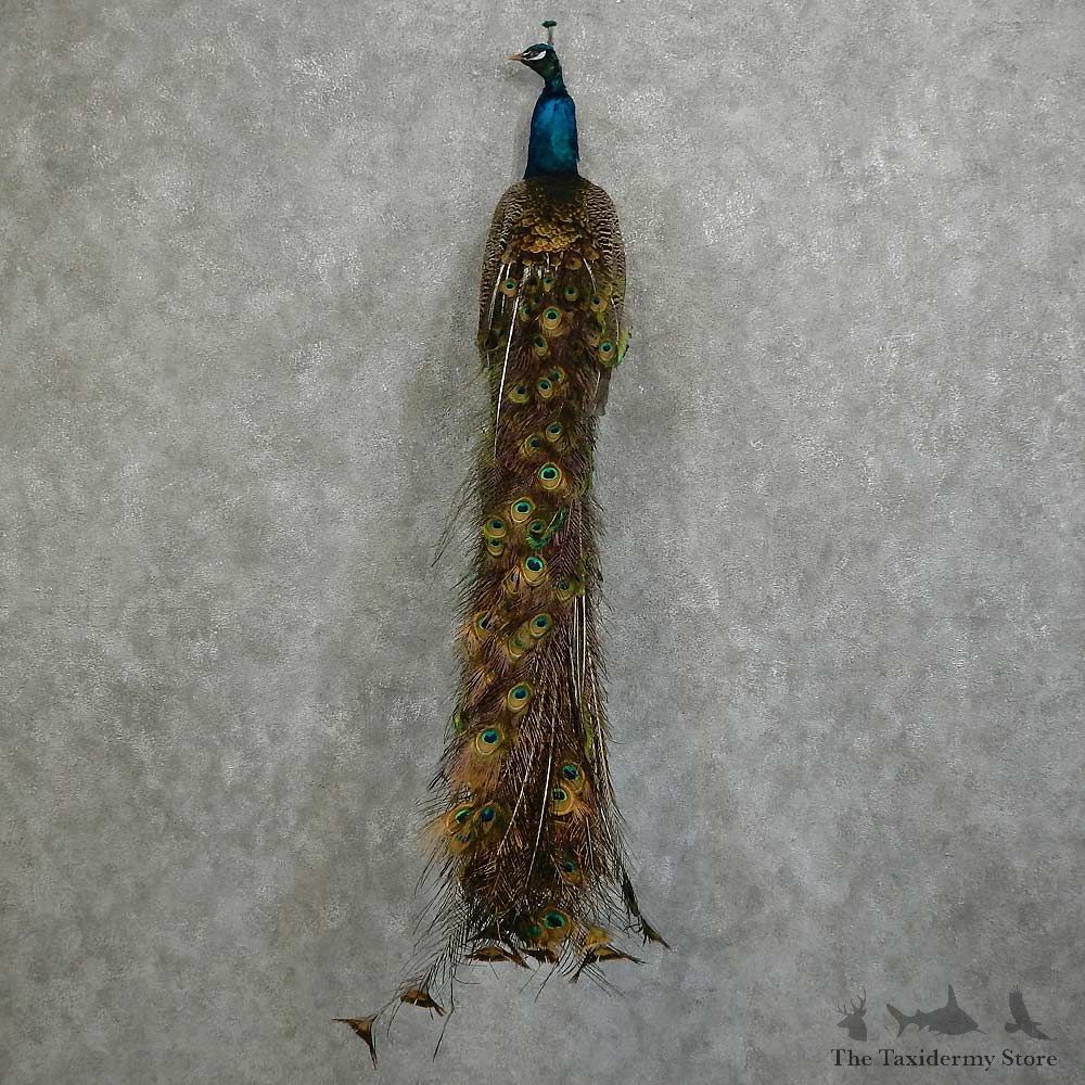 Indian Peacock Bird Mount For Sale #16059 @ The Taxidermy Store