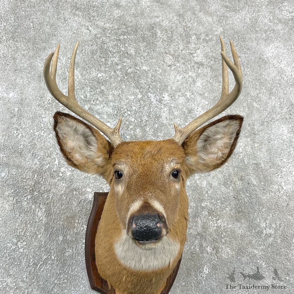 Whitetail Deer Shoulder Mount For Sale #25986 @ The Taxidermy Store