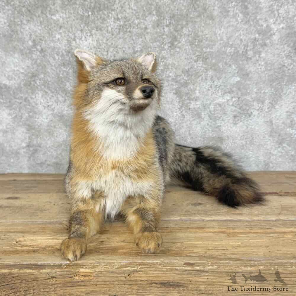 Grey Fox Life-Size Mount For Sale #31567 @ The Taxidermy Store