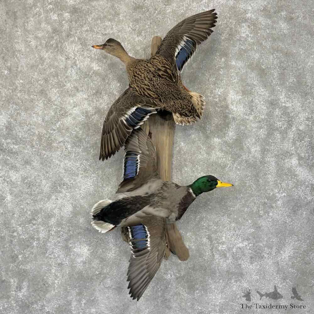 Mallard Drake and Hen Duck Mount For Sale #31948 @ The Taxidermy Store