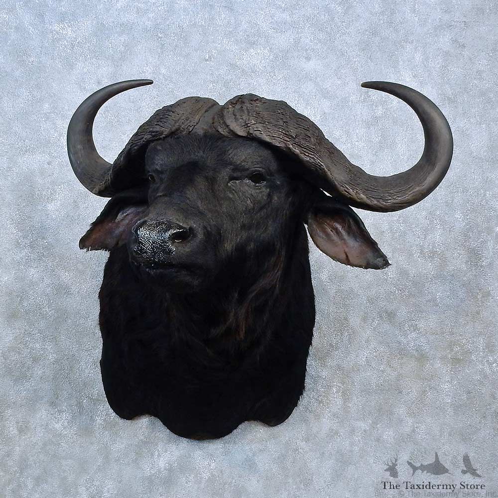 Cape Buffalo Shoulder Mount For Sale #15309 @ The Taxidermy Store