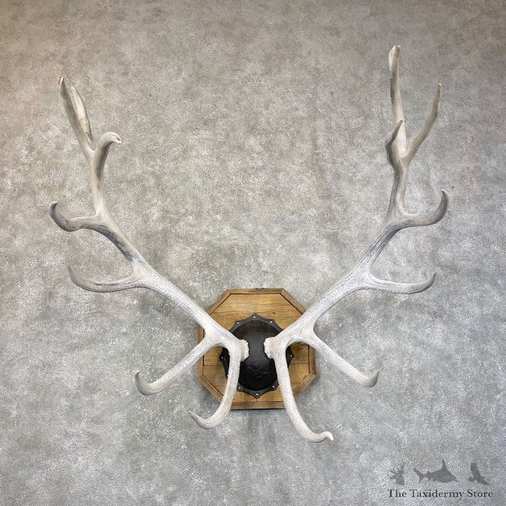 Rocky Mountain Elk Plaque Mount For Sale #24591 @ The Taxidermy Store
