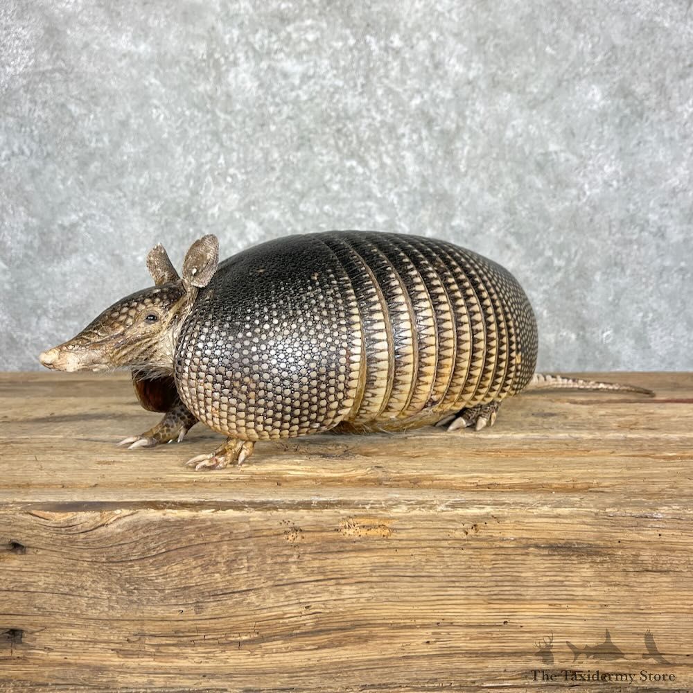 Armadillo Life-Size Mount For Sale #27382 @ The Taxidermy Store