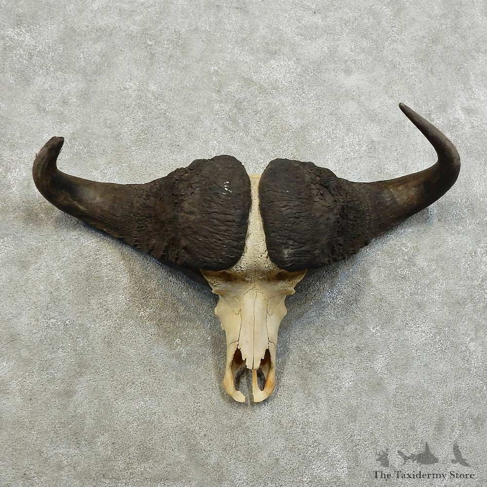 Cape Buffalo Skull European Mount For Sale #16022 @ The Taxidermy Store