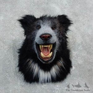 Reproduction Sloth Bear Taxidermy Shoulder Mount #18298 For Sale @ The Taxidermy Store