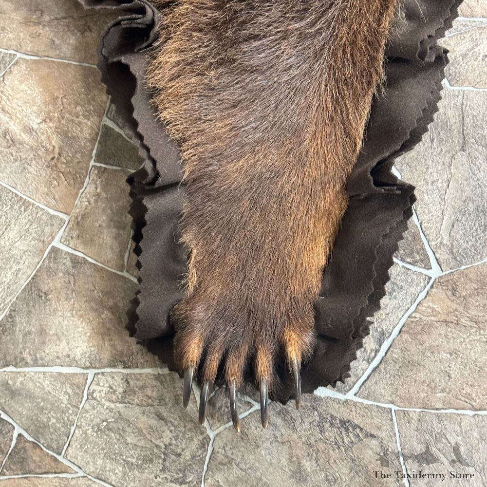Grizzly Bear Full Size Rug Mount For Sale #29302 @ The Taxidermy Store