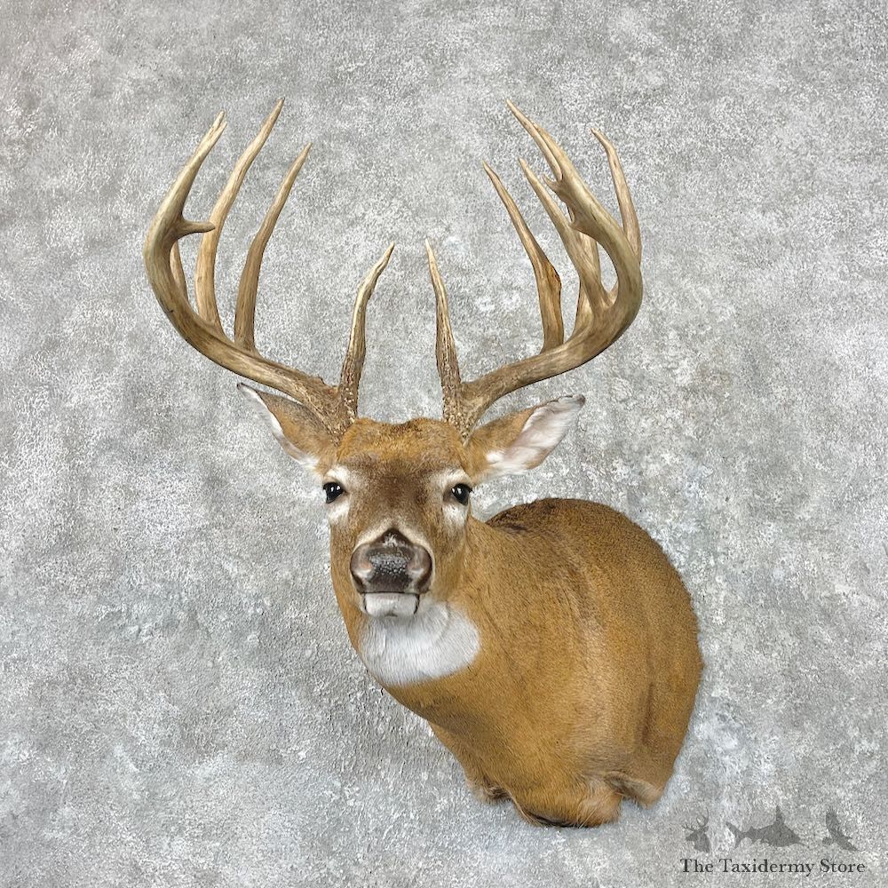 Whitetail Deer Shoulder Mount For Sale #26911 @ The Taxidermy Store