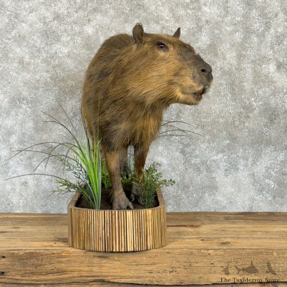 Capybara Life-Size Mount For Sale #29735 @ The Taxidermy Store