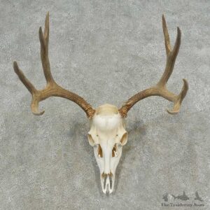 Mule Deer Skull European Mount For Sale #16620 @ The Taxidermy Store