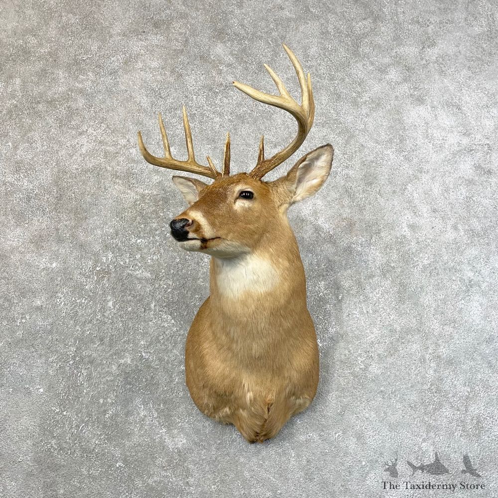 Whitetail Deer Taxidermy Shoulder Mount For Sale #24643 @ The Taxidermy Store