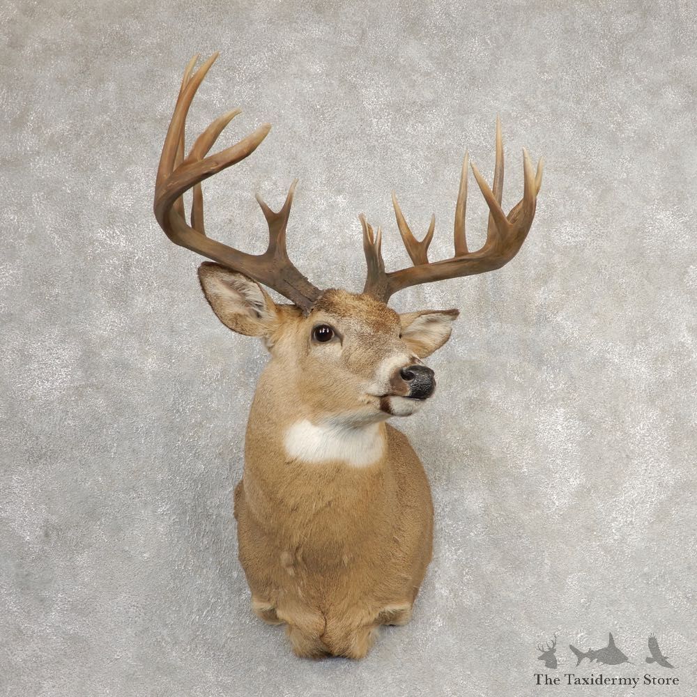 Whitetail Deer Shoulder Mount #21086 For Sale - The Taxidermy Store