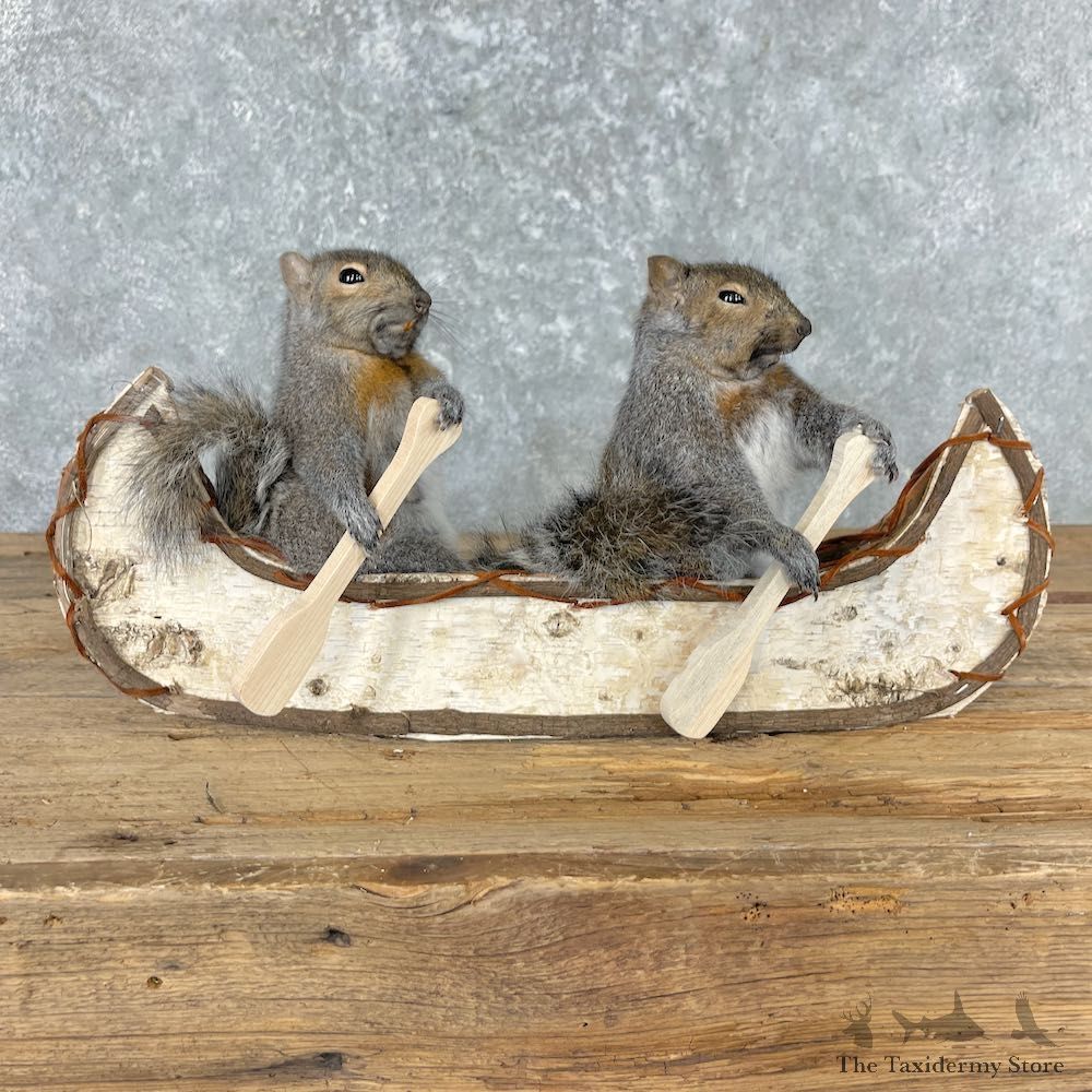 Canoeing Squirrels Novelty Mount For Sale #27011 @ The Taxidermy Store