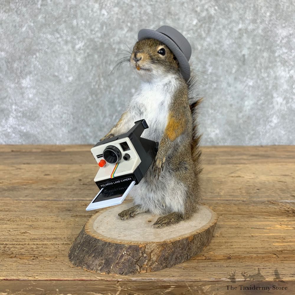 Hipster Squirrel Novelty Mount For Sale #23002 @ The Taxidermy Store