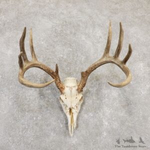 Whitetail Deer Skull European Mount For Sale #20171 @ The Taxidermy Store