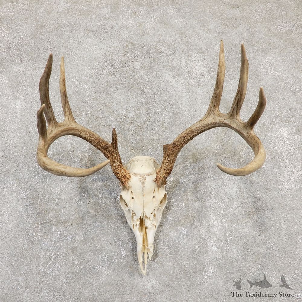 Whitetail Deer Skull European Mount For Sale #20171 @ The Taxidermy Store