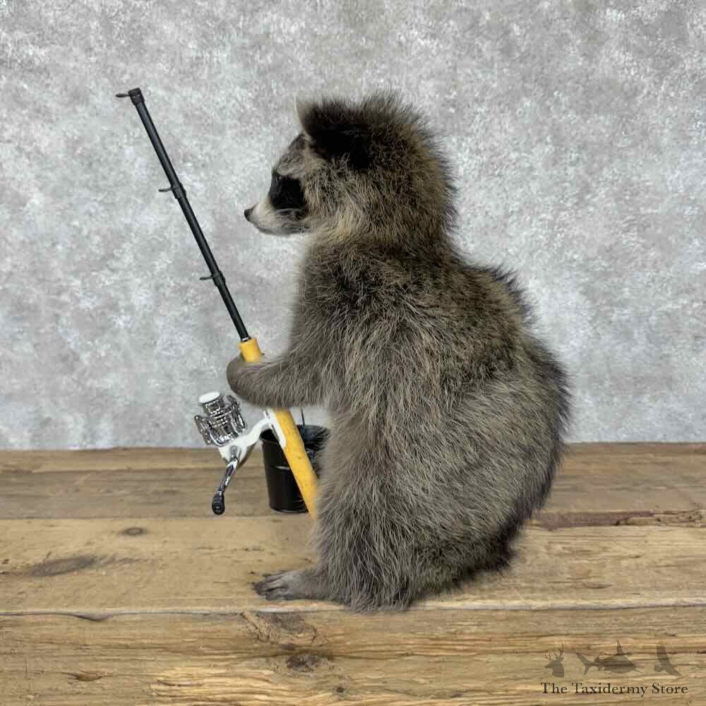 Fishing Raccoon Novelty Mount For Sale #30693 @ The Taxidermy Store
