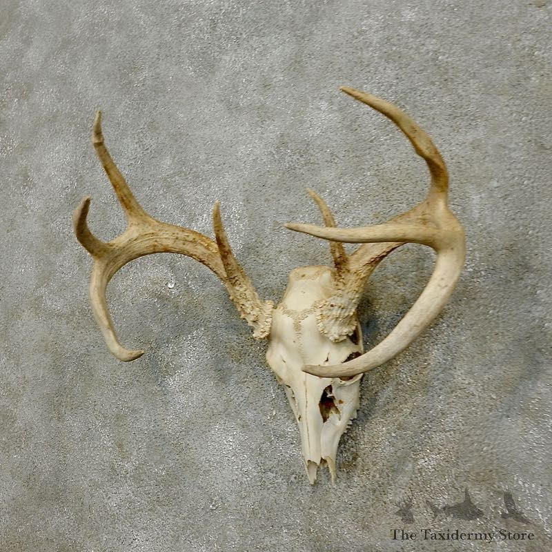 Whitetail Deer Skull European Mount For Sale #17554 @ The Taxidermy Store
