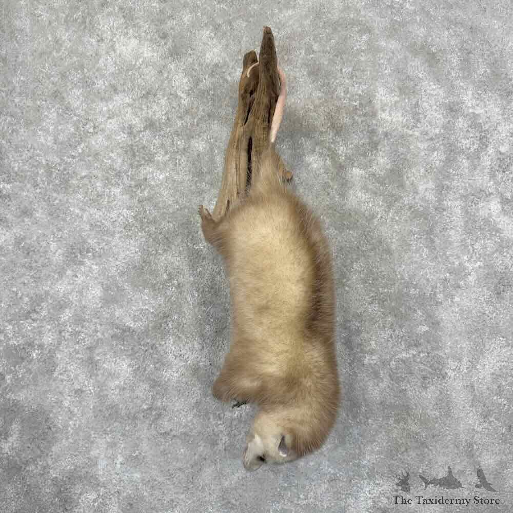 Wall Hanging Opossum Mount For Sale #32117 @ The Taxidermy Store