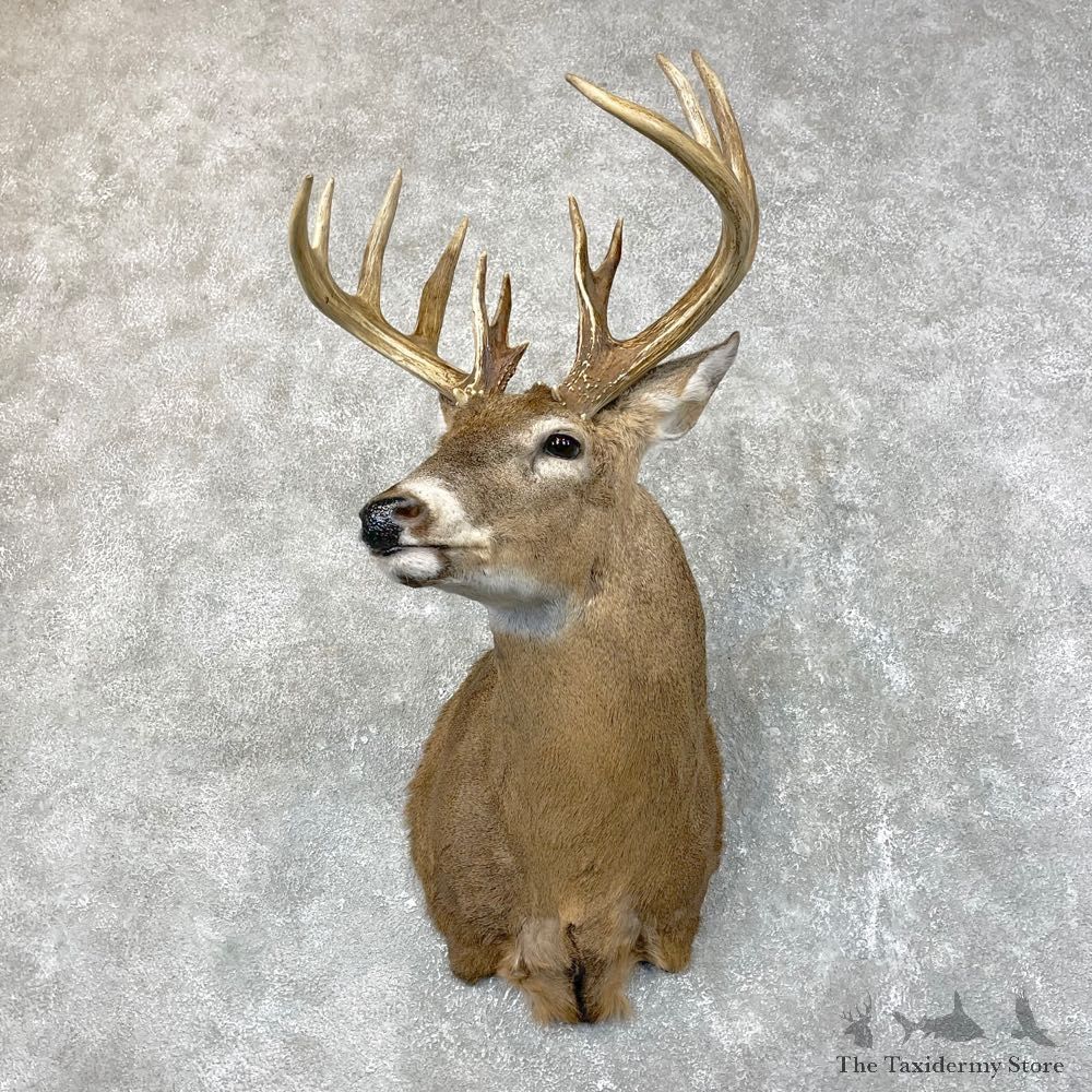 Whitetail Deer Shoulder Mount #24517 For Sale - The Taxidermy Store