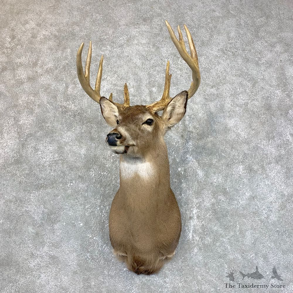Whitetail Deer Shoulder Mount #23852 For Sale - The Taxidermy Store