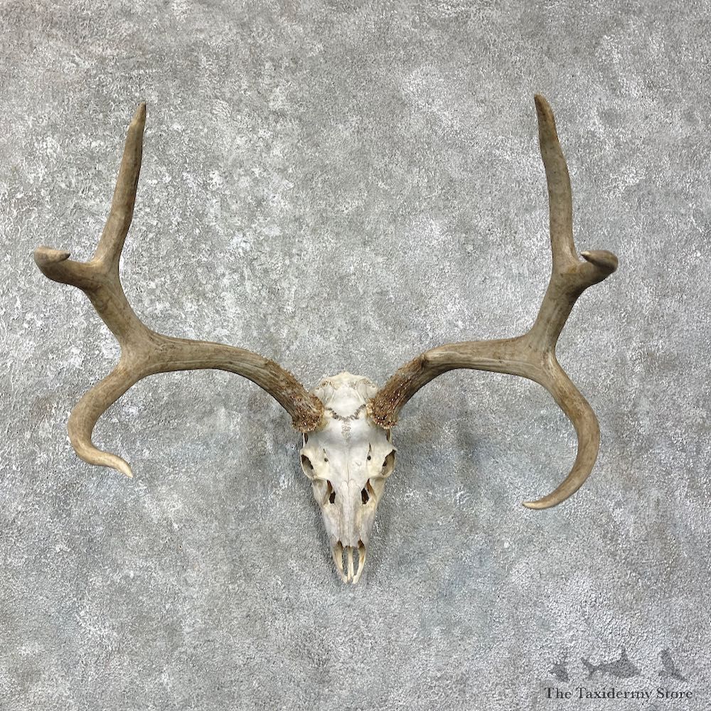 Mule Deer Taxidermy Skull Antler Mount #25679 For Sale @ The Taxidermy Store