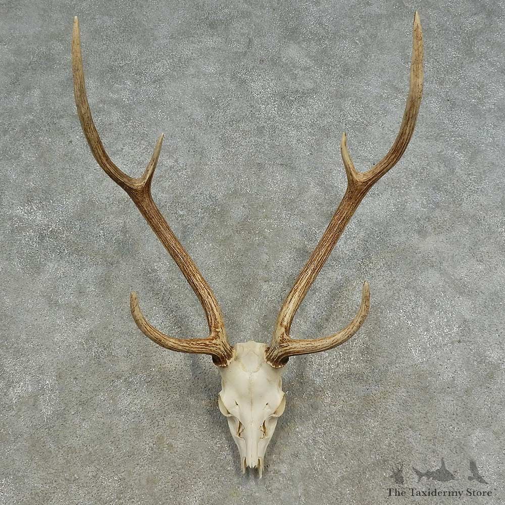 Axis Deer Skull European Mount For Sale #16670 @ The Taxidermy Store