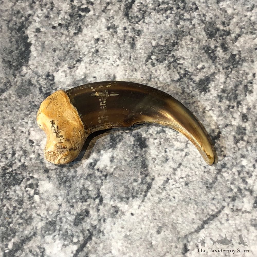 Grizzly Bear Claw For Sale #18808 - The Taxidermy Store