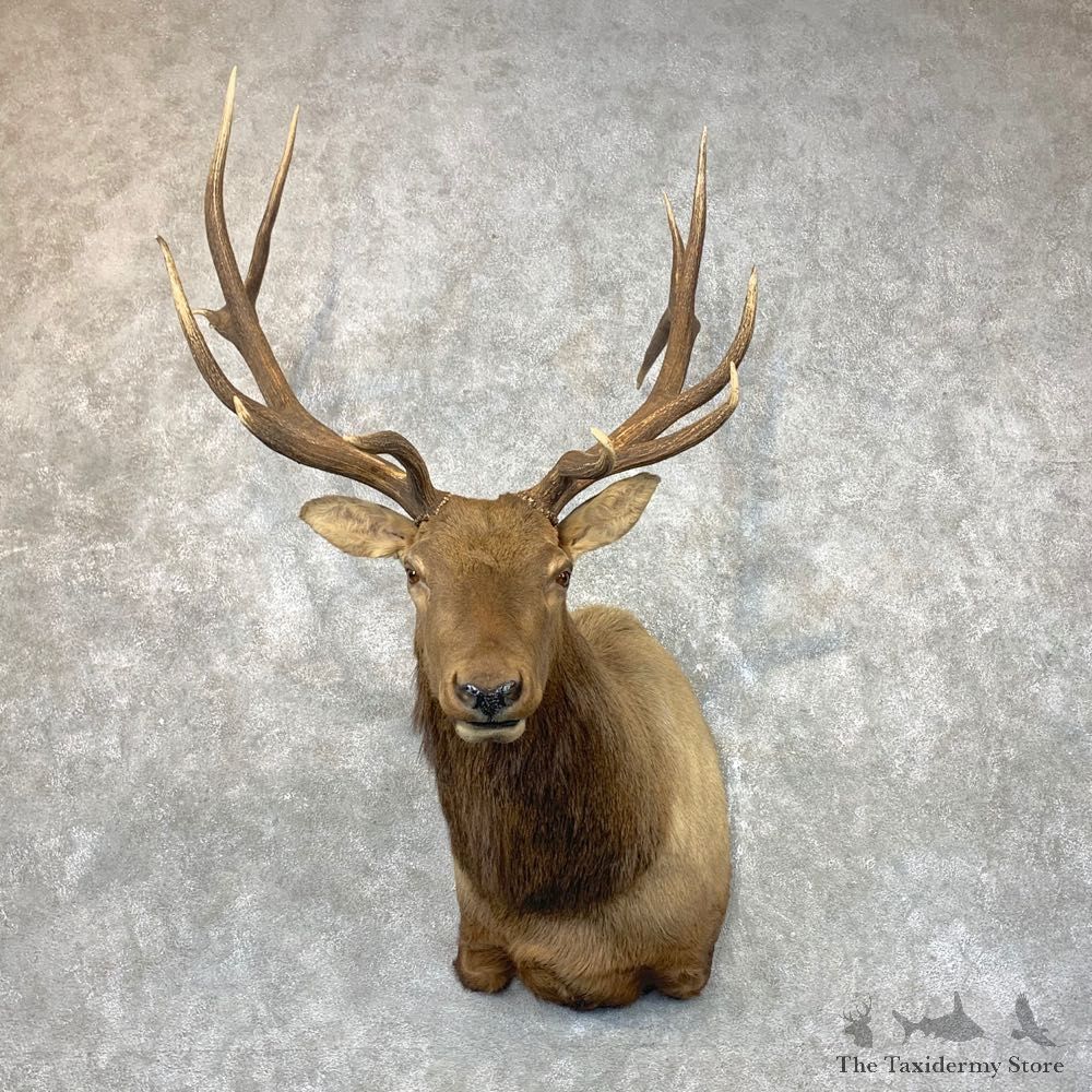 Rocky Mountain Elk Shoulder Mount For Sale #23690 @ The Taxidermy Store