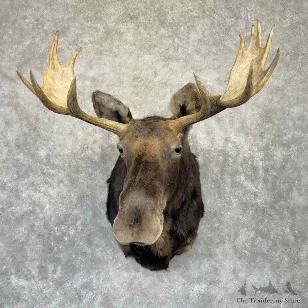 Shiras Moose Shoulder Mount For Sale #32349 @ The Taxidermy Store