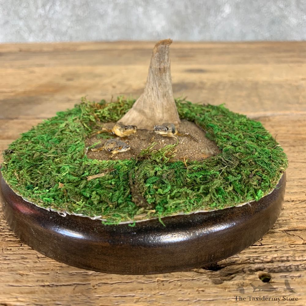 Spring Peeper Taxidermy Mount For Sale #21406 @ The Taxidermy Store