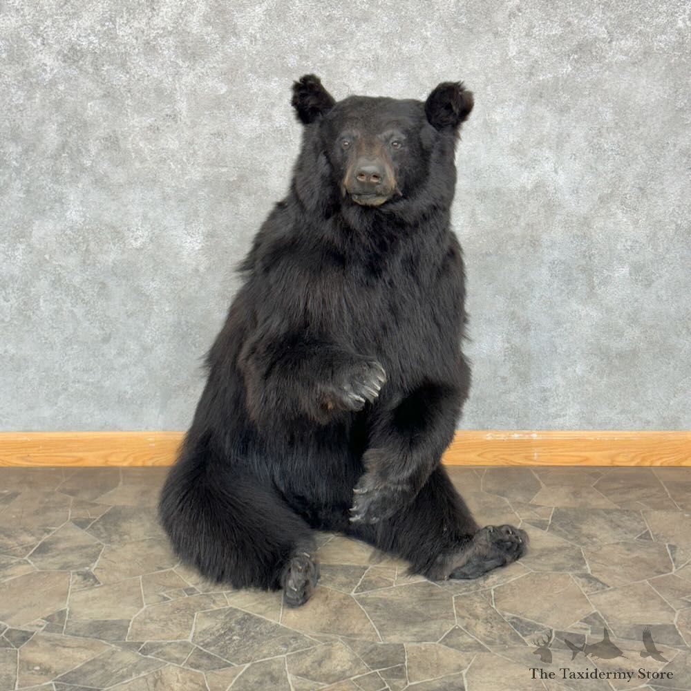 Black Bear Life-Size Mount For Sale #28820 @ The Taxidermy Store