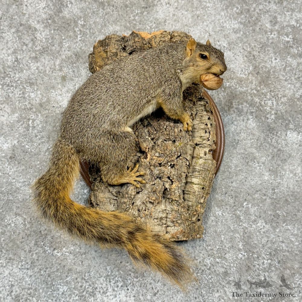 Fox Squirrel Life-Size Mount For Sale #29432 @ The Taxidermy Store