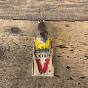 Mouse Trap Novelty Mount For Sale #19889 @ The Taxidermy Store