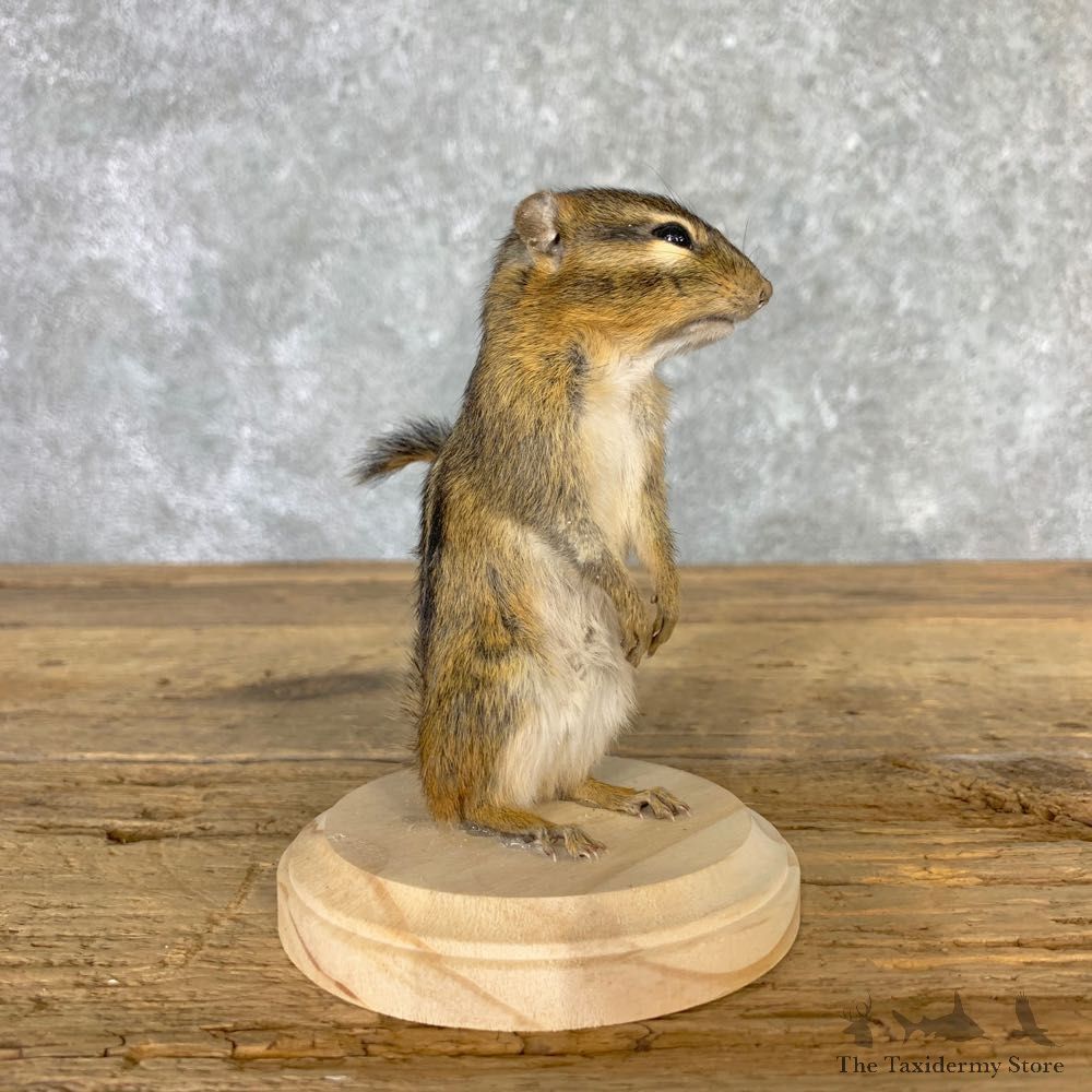 Chipmunk Life-Size Mount For Sale #23235 @ The Taxidermy Store