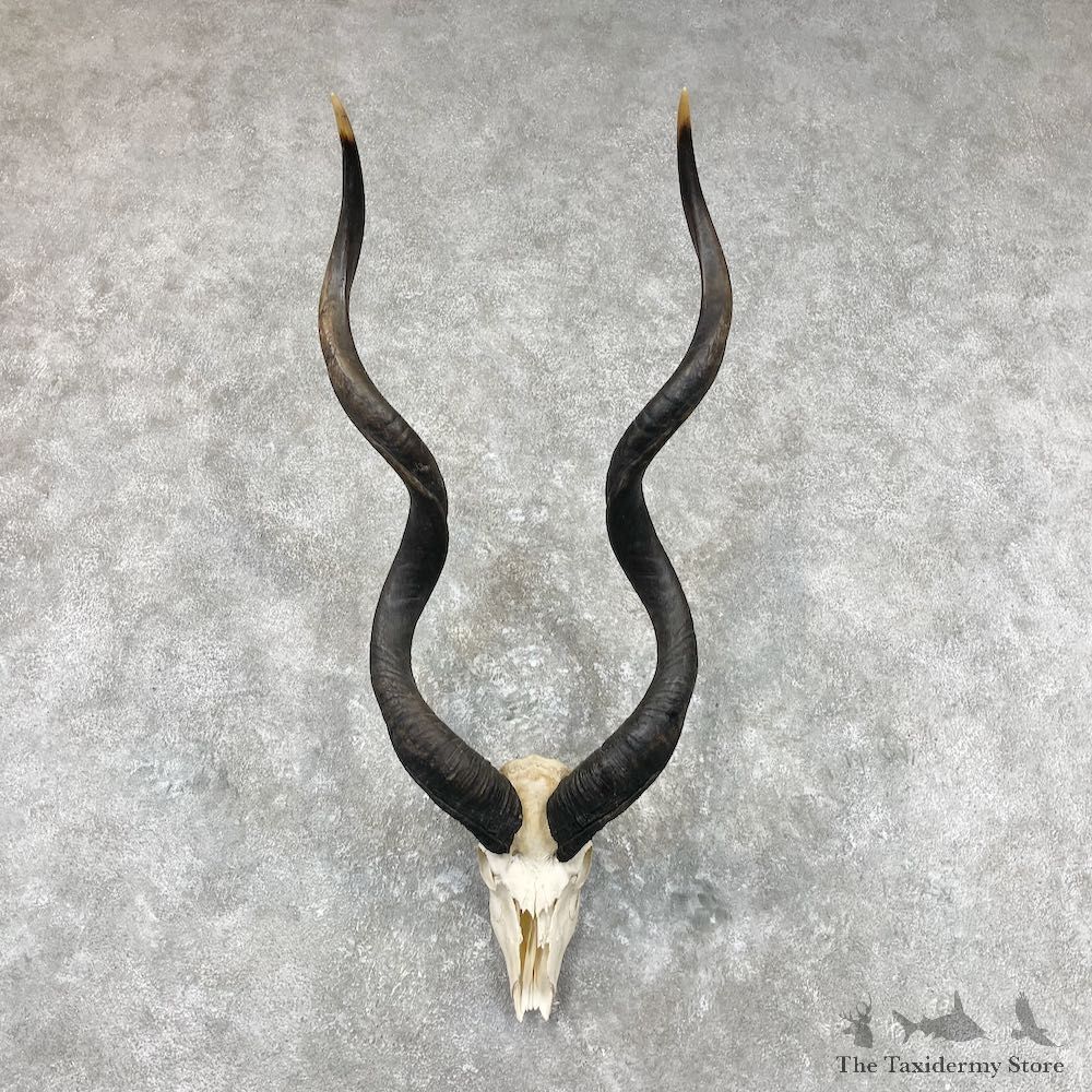 Greater Kudu Skull & Horn European Mount For Sale #26890 @ The Taxidermy Store