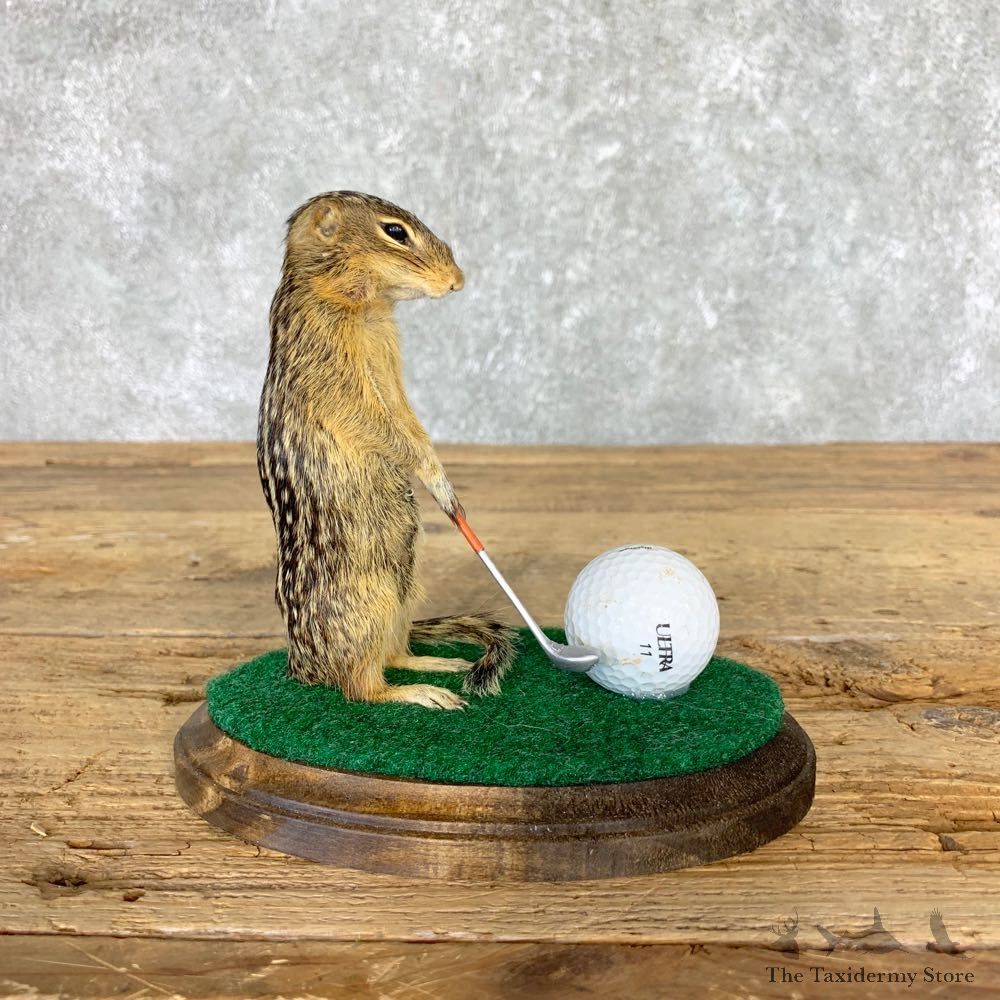 Golfing 13 Lined Ground Squirrel Novelty #21709 @Taxidermy Mount For Sale