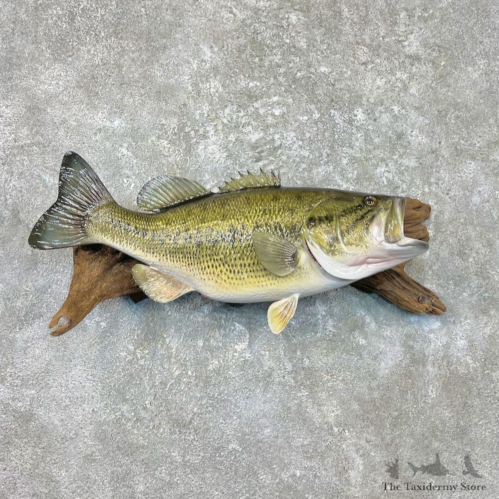 Largemouth Bass Fish Mount For Sale #26927 @ The Taxidermy Store