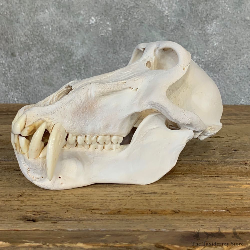 Chacma Baboon Taxidermy Full Skull Mount #22066 For Sale @The Taxidermy Store