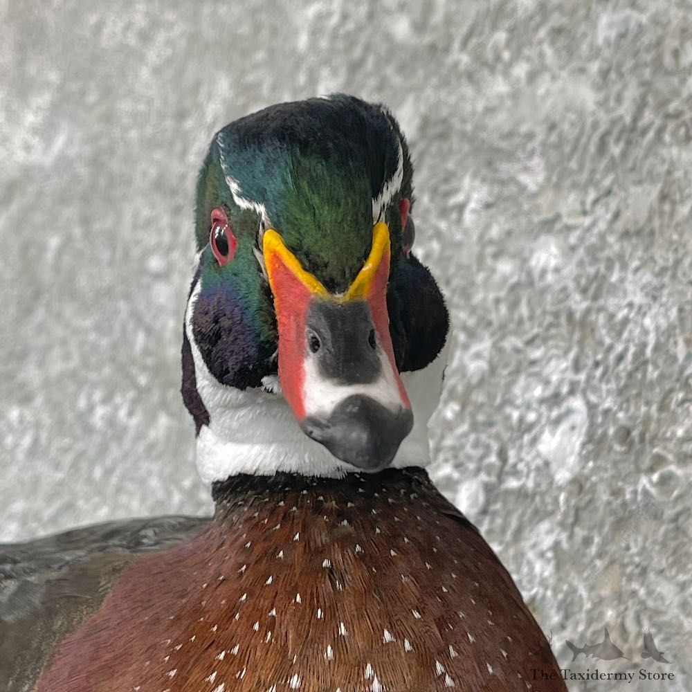 Wood Duck Taxidermy Bird Mount For Sale #26062 @ The Taxidermy Store