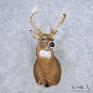 Whitetail Deer Shoulder Mount For Sale #14327 @ The Taxidermy Store