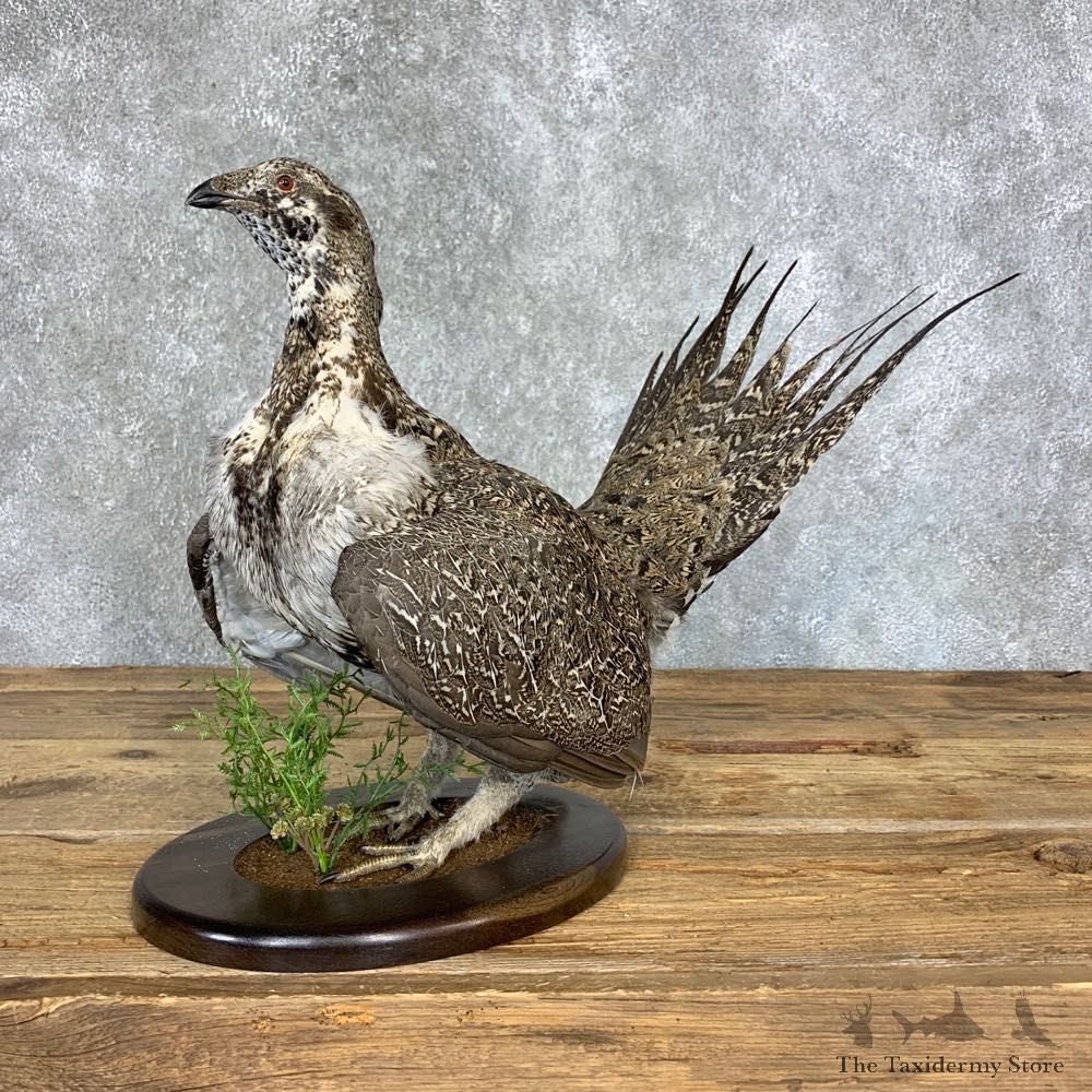 Sage Grouse Bird Mount For Sale #21354 @ The Taxidermy Store