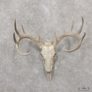 Whitetail Deer Skull European Mount For Sale #19241 @ The Taxidermy Store
