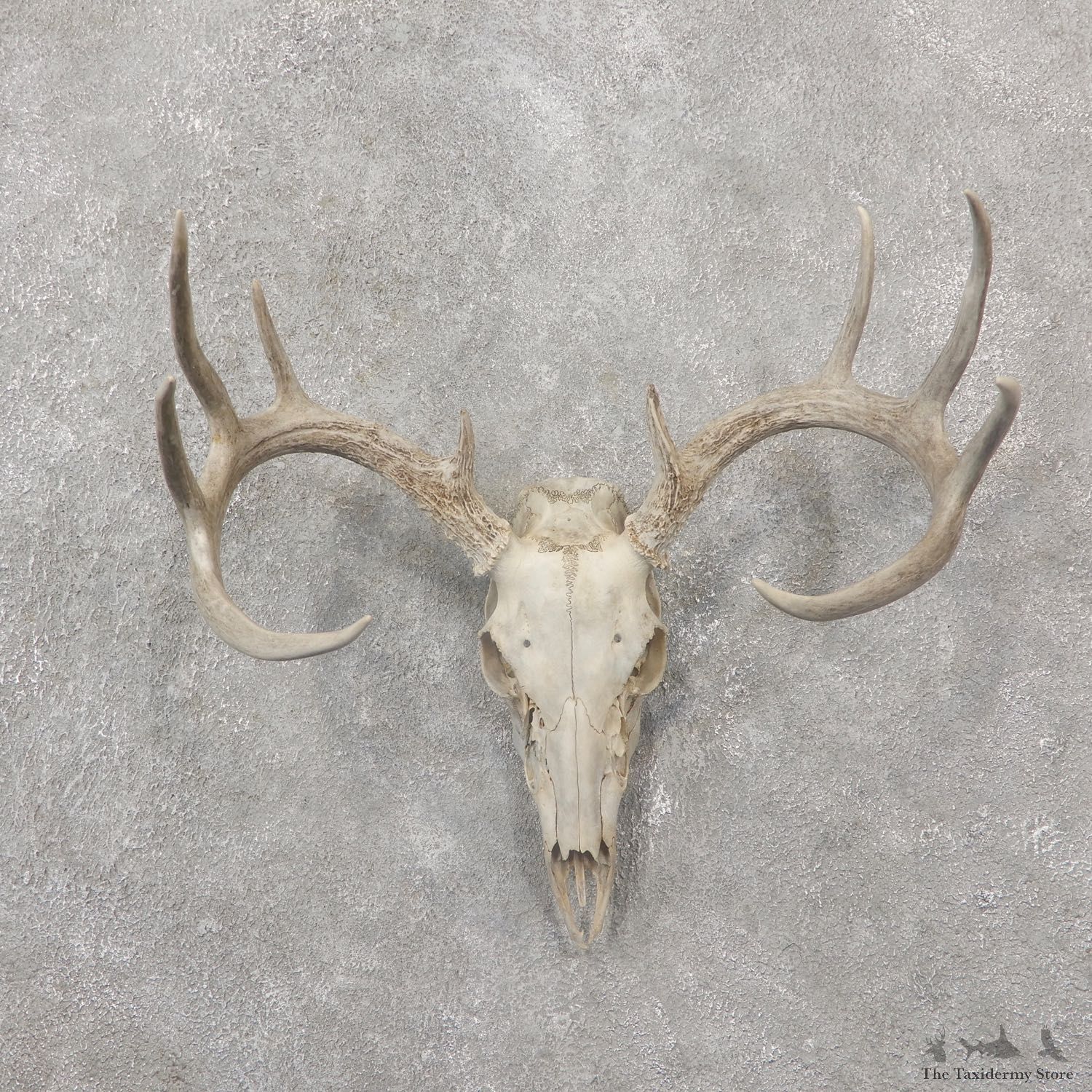 Whitetail Deer Skull European Mount For Sale #19241 @ The Taxidermy Store