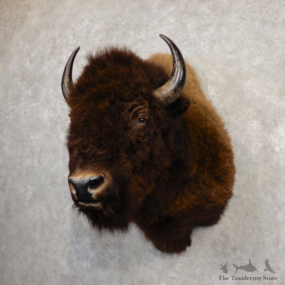 American Buffalo Shoulder Mount For Sale #20297 @ The Taxidermy Store