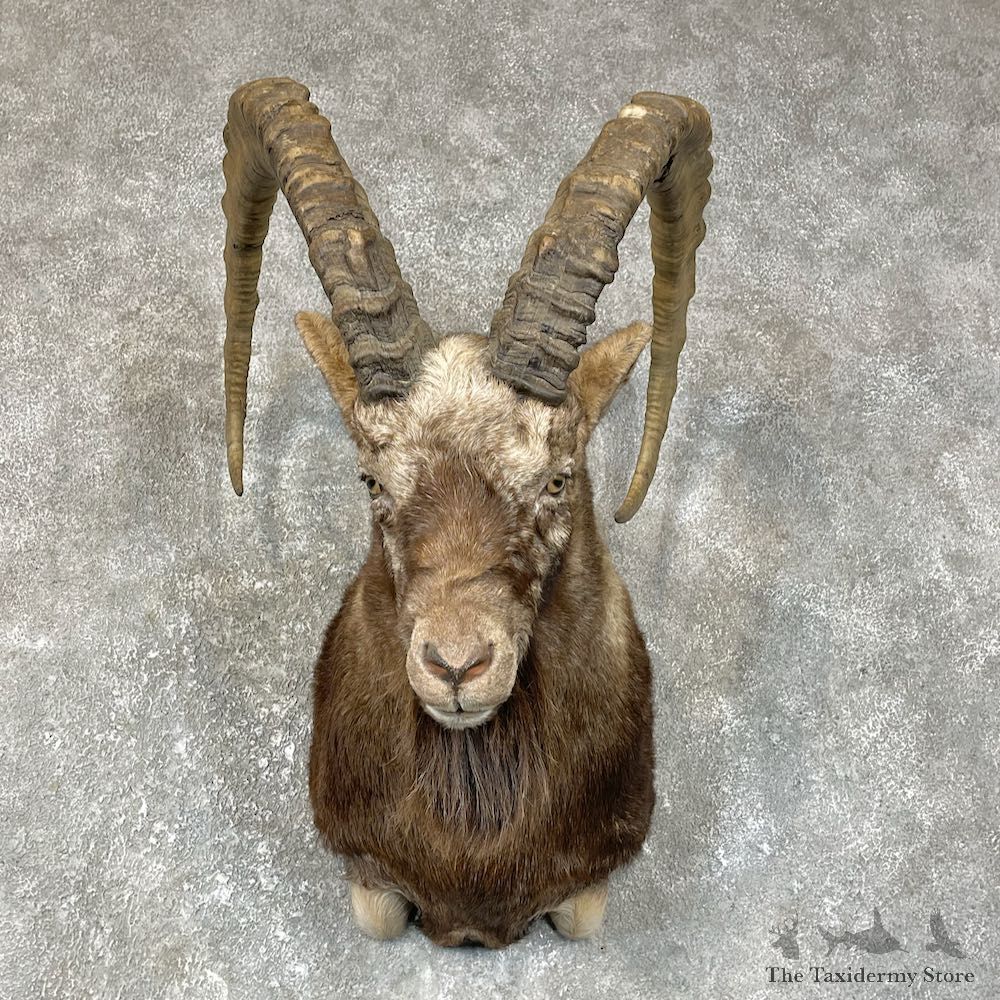 Mid Asian Ibex Shoulder Mount For Sale #25704 @ The Taxidermy Store