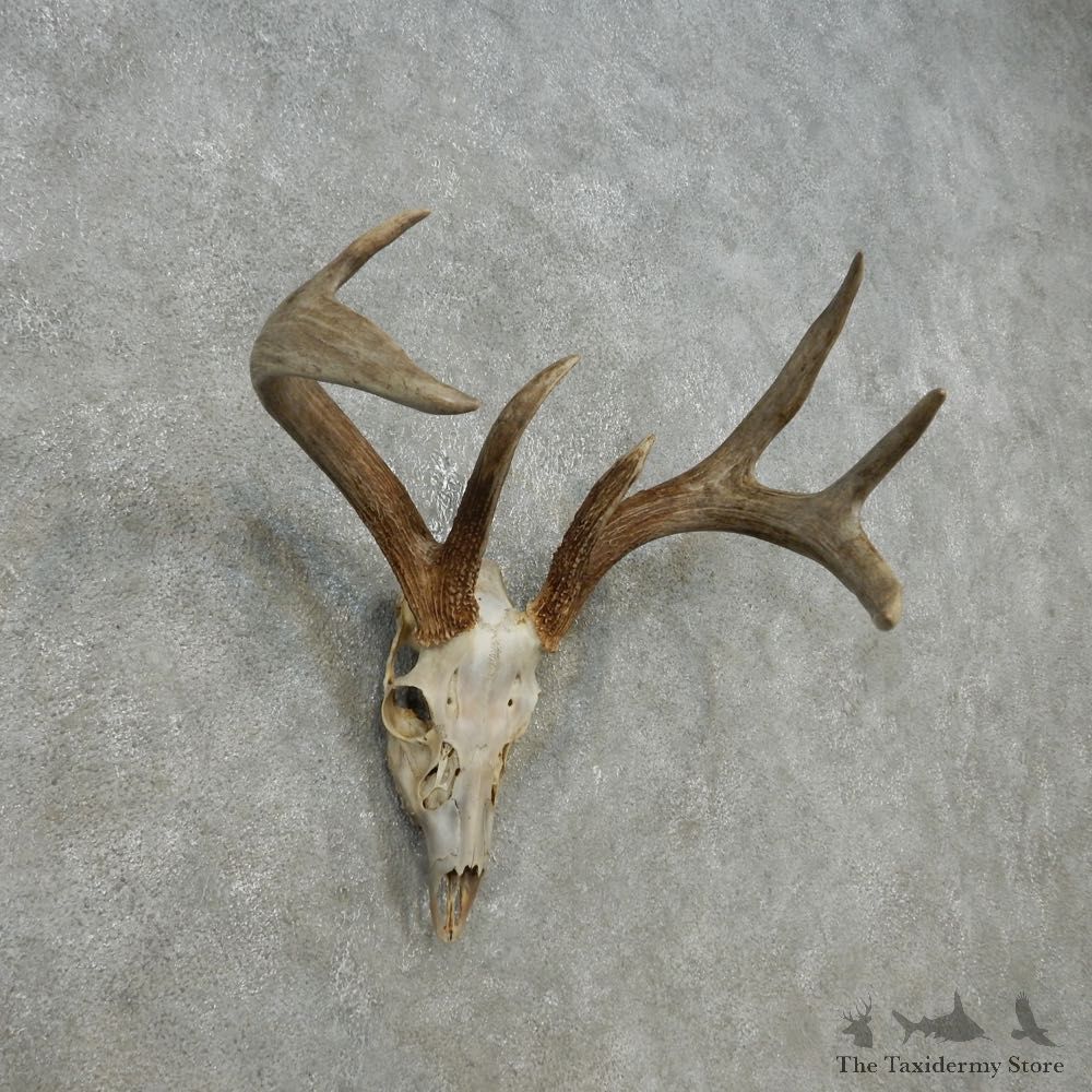 Whitetail Deer Skull European Mount For Sale #14769 @ The Taxidermy Store